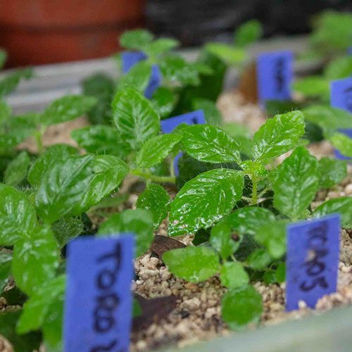 Investigación en el Jardín Botánico Padre Julio Marrero