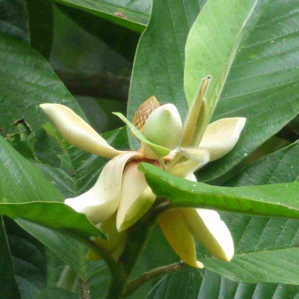 Flor de Magnolia dixonii en Reserva Tesoro Escondido