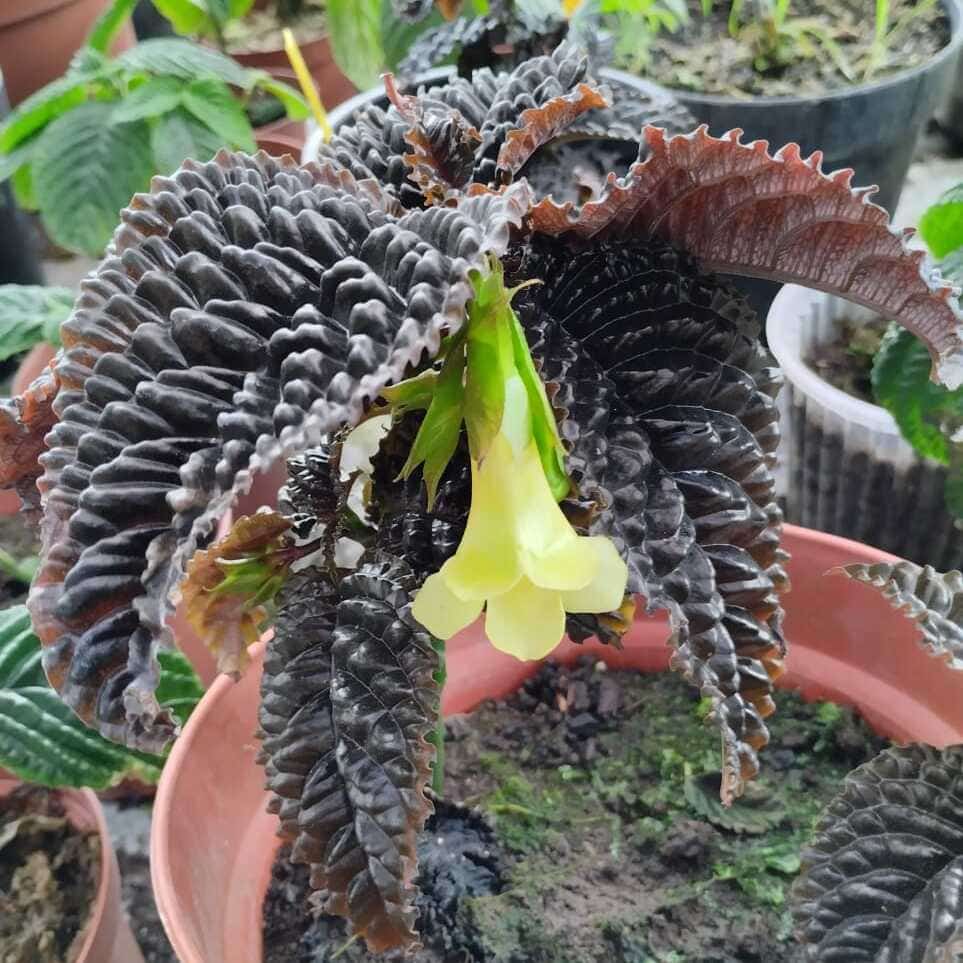 Gasteranthus-atratus.JBPJM Planta de Gasteranthus atratus cultivada en maceta en el JBPJM.