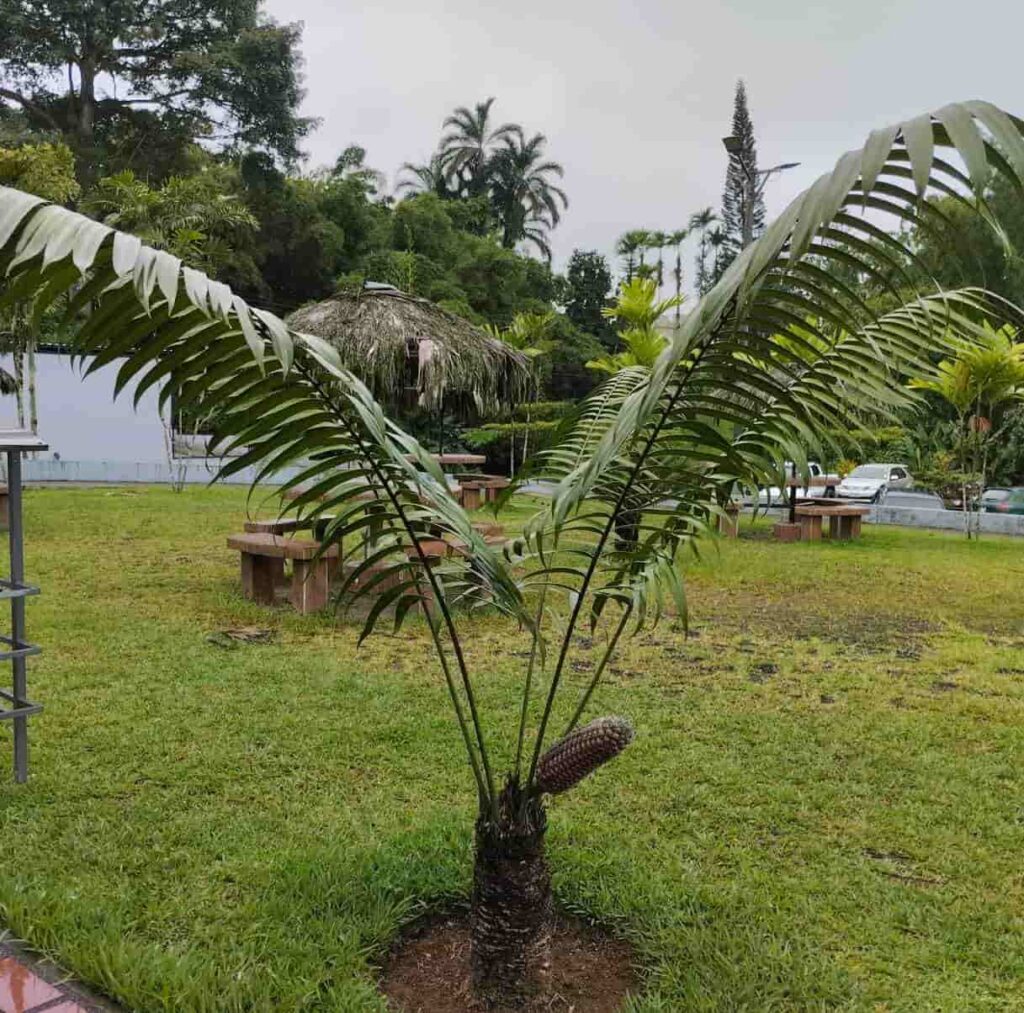 Zamia lindenii creciendo en un área verde del campus PUCESD, con césped y palmeras.