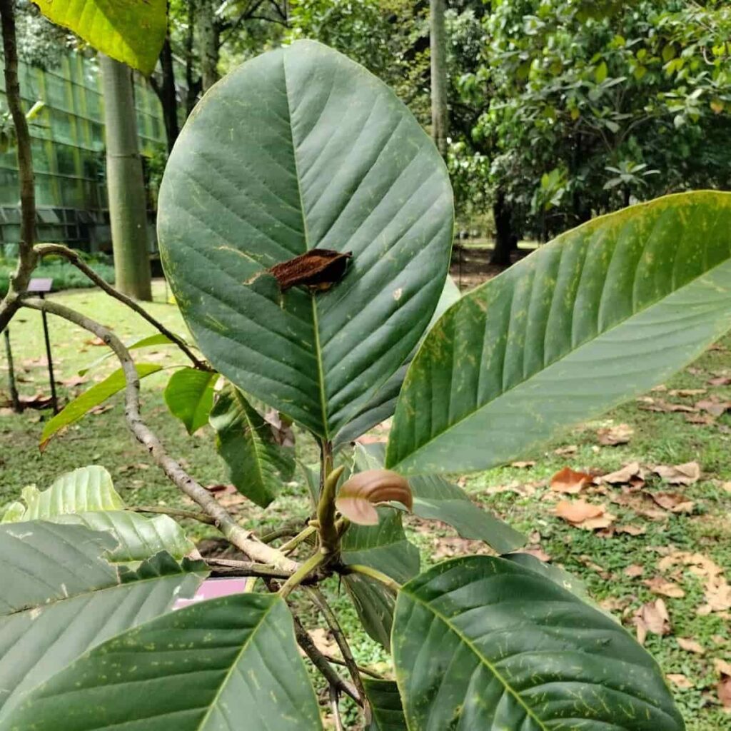 Ejemplar de Magnolia Jardinensis_JBPJM Ejemplar de Magnolia jardinensis fotografiado durante el recorrido.