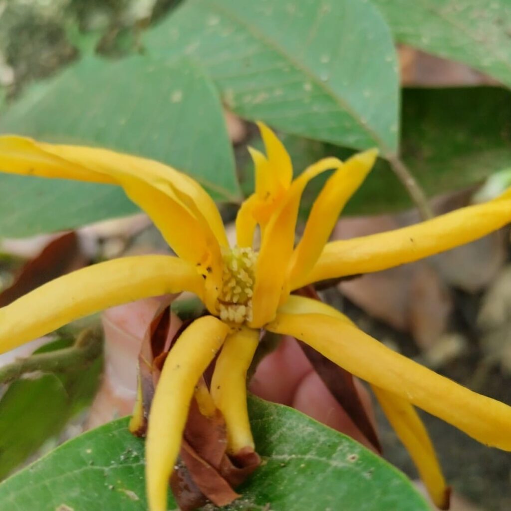 Ejemplar de Magnolia champaca Flor de Magnolia champaca en su entorno natural.