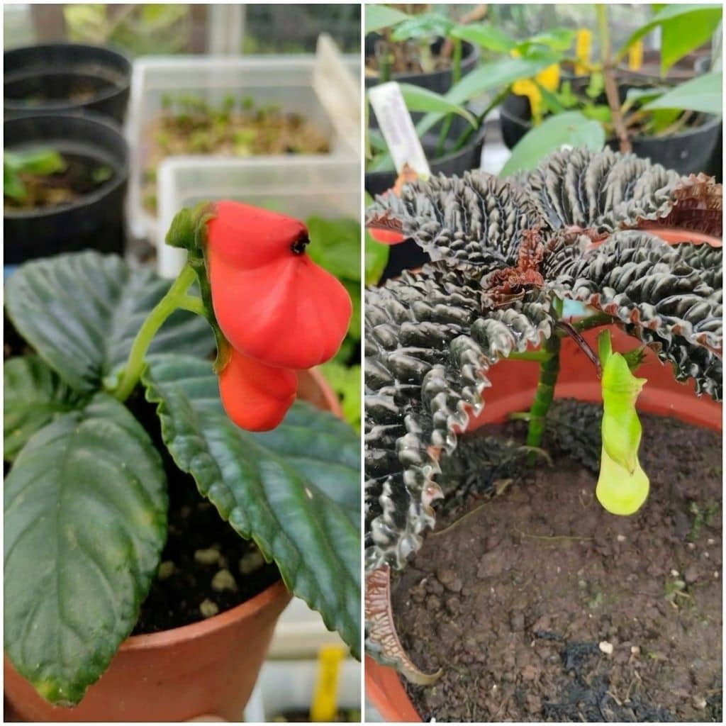 Ejemplares de Gasteranthus crispus y Gasteranthus atratus, dos especies amenazadas que forman parte de la colección científica del Jardín Botánico Padre Julio Marrero.