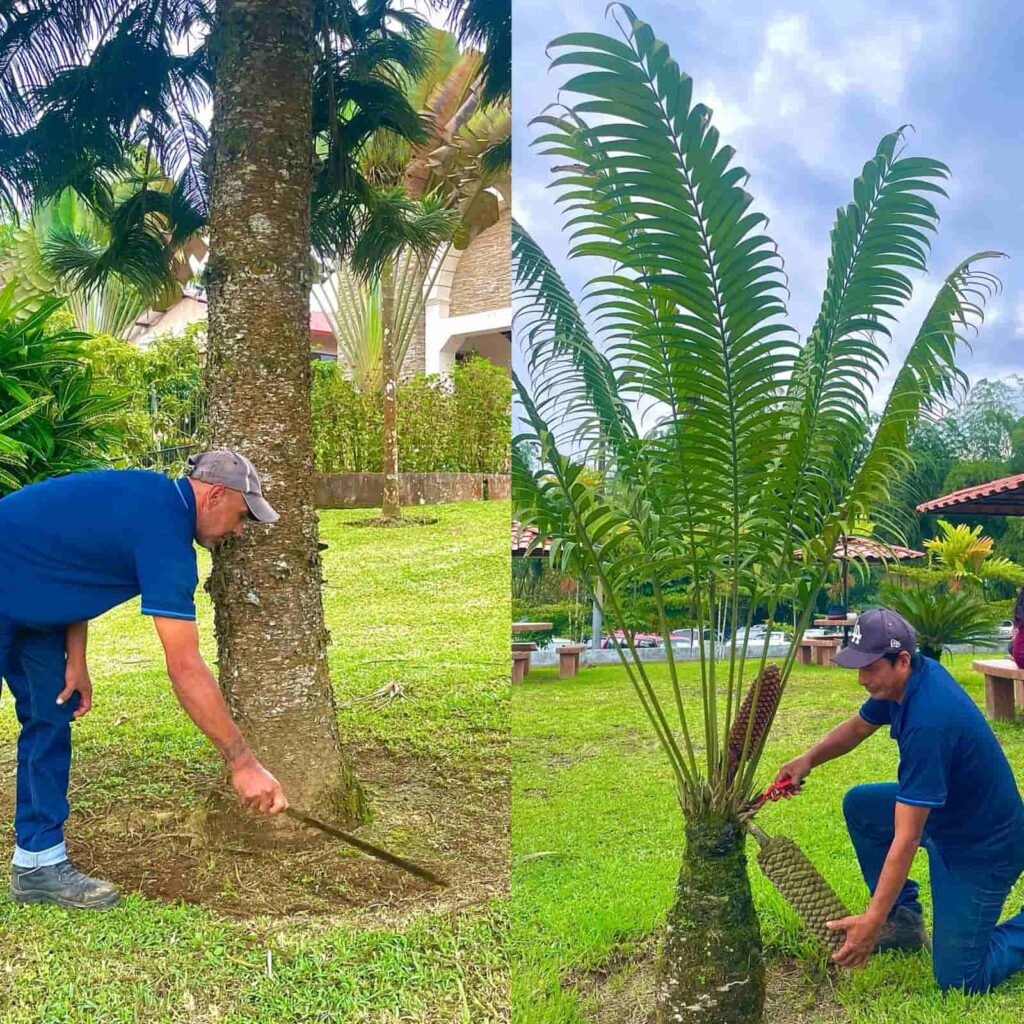 Dos trabajadores realizan labores de mantenimiento y cuidado de plantas en los jardines del campus de la PUCE Santo Domingo, como parte del trabajo del Jardín Botánico.