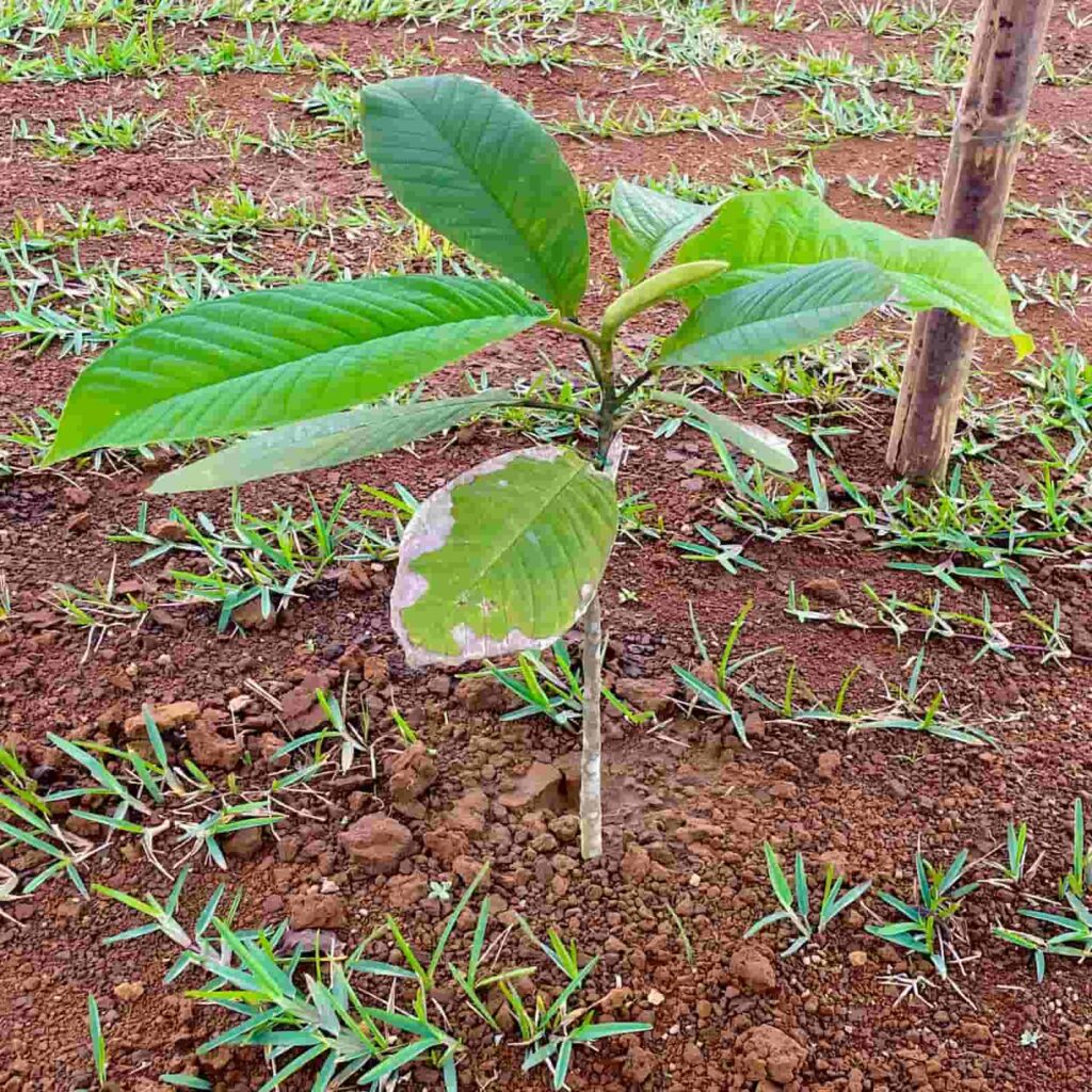 Ejemplar joven de Magnolia canandeana sembrado en el arboreto universitario de la PUCE Santo Domingo.