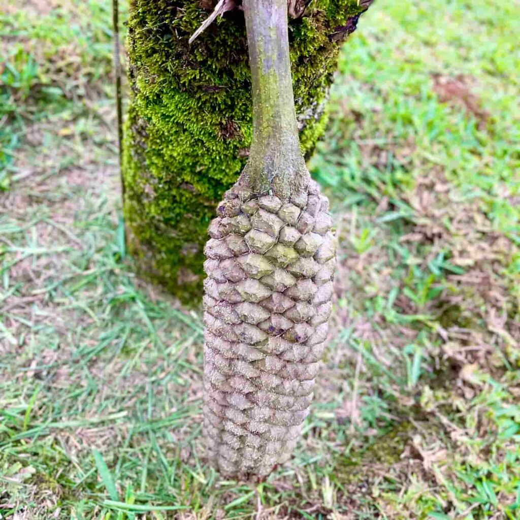 Primer plano de un estróbilo femenino de Zamia lindenii, de forma alargada y escamosa, colgando del tronco de la planta sobre un área verde del campus universitario.